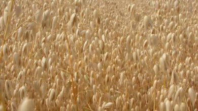 Photo of Come piantare l’avena nel tuo giardino: [Guida, cura e passo dopo passo]