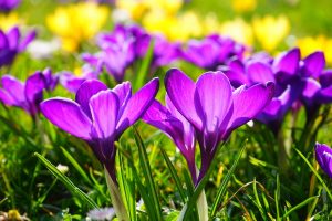 Photo of Crocus: [Piantagione, cura, irrigazione, substrato e parassiti e malattie]