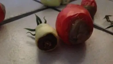 Photo of Pomodori marci: culi marci nel pomodoro. Trucchi per risolverlo