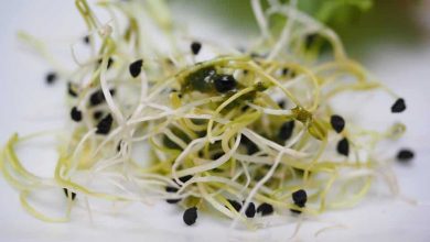 Photo of Seminare l’erba medica: [substrato, irrigazione, immagini + passo dopo passo]