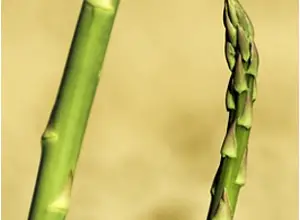 Photo of Coltivazione biologica di asparagi