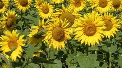 Photo of Come coltivare il girasole