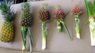 Photo of Pianta di ananas biologico (ananas)