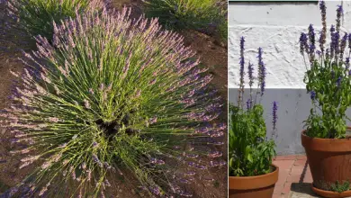 Photo of Come coltivare lavanda o lavanda in giardino, frutteto o in vaso