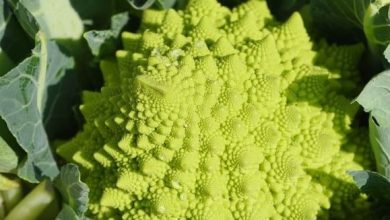 Photo of Guida completa alla coltivazione di Romanescu: un raccolto magico?