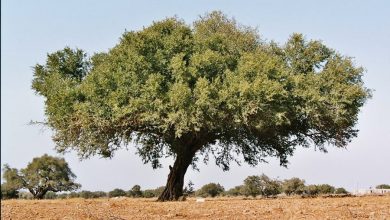 Photo of Proprietà medicinali e applicazioni dell’olio di Argan e come coltivarlo