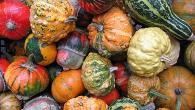 Photo of Coltiva zucca o zucca, cosa dovresti prendere in considerazione.