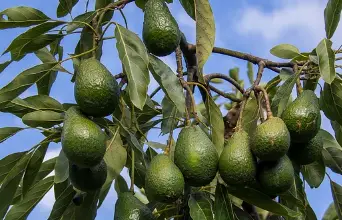 Photo of Come far crescere l’albero di avocado