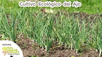 Photo of Giardino ecologico: le 7 piante orticole più facili da coltivare