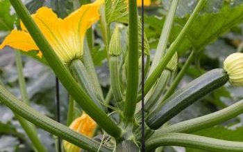 Photo of Malattie e parassiti delle zucchine: guida completa con foto