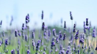 Photo of Malattie e parassiti della lavanda: guida completa con foto