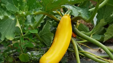 Photo of Coltivare zucchine o zucchine nell’orto biologico