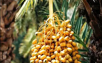 Photo of Date, proprietà e vantaggi