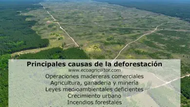 Photo of La deforestazione nel mondo: cause e conseguenze dell’abbattimento indiscriminato di alberi
