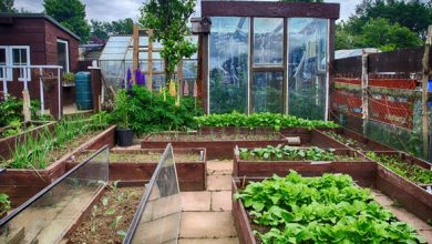 Photo of Progetta il tuo giardino. Come organizzare l’orto e iniziare a coltivare