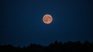 Photo of In che modo la Luna influenza le piante del giardino? – Cicli lunari