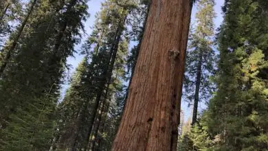 Photo of L’albero più grande del mondo: [altezza, posizione e caratteristiche]