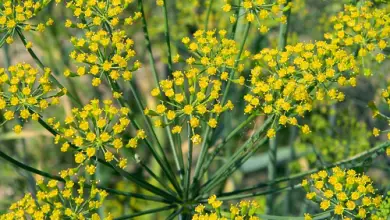 Photo of Aneto: come coltivare questa pianta aromatica e medicinale