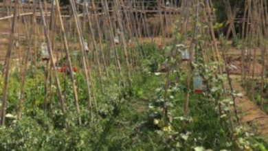 Photo of Parassiti e malattie dei piselli: guida completa con foto