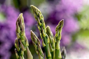 Photo of Irrigazione degli asparagi: [Necessità, frequenza e procedura]