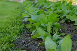 Photo of Irrigazione agli spinaci: [Necessità, frequenza e procedura]