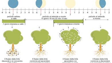 Photo of Fasi lunari e agricoltura biologica