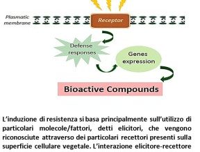 Photo of Fitoalessine: il meccanismo di difesa naturale delle piante