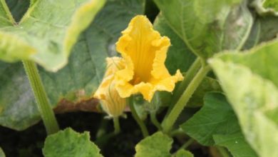 Photo of Zucca: parassiti e malattie comuni nel giardino