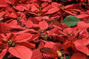 Photo of Semina la stella di Natale nel tuo giardino: [Guida completa passo passo]