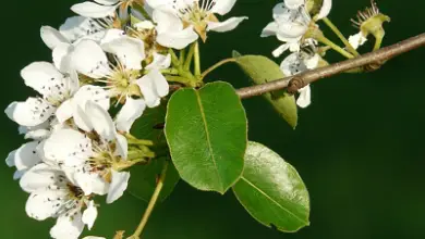 Photo of Come migliorare la fioritura delle piante