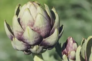 Photo of I 20 fiori commestibili più comuni e belli: [Guida completa]