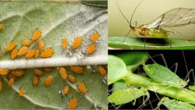 Photo of 11 Soluzioni per combattere gli afidi in giardino