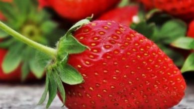 Photo of Parassiti e malattie della fragola: guida completa con immagini