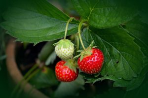 Photo of Irrigazione alla fragola: [necessità, frequenza e procedura]