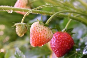 Photo of Irrigazione a goccia di fragole: [Necessità, frequenza e procedura]