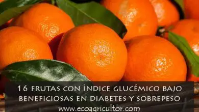 Photo of 16 frutti a basso indice glicemico utili in caso di diabete e sovrappeso