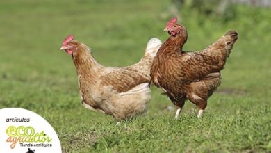 Photo of Perché i polli biologici sono più felici?