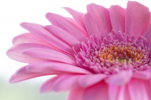 Photo of La Gerbera: [Cura, Semina, Irrigazione, Luce e Substrato]