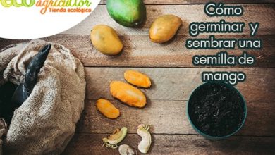 Photo of Come germinare e seminare un seme di mango