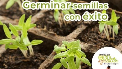 Photo of Come preparare con successo piantine o germinare i semi