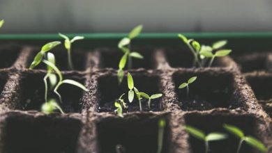 Photo of Germinazione dei semi: come preparare le piantine o piantine