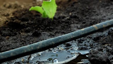 Photo of Irrigazione a goccia: cos’è e come funziona Tipi e vantaggi dell’irrigazione a goccia