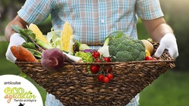 Photo of Ottieni frutta e verdura per ritardare la loro maturazione e durare più a lungo con questi suggerimenti