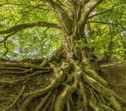 Photo of L’albero dell’Aia: [coltivazione, cura, irrigazione, parassiti e malattie]