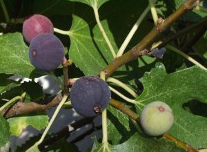 Photo of Irrigazione con fichi: [Necessità, frequenza e procedura]