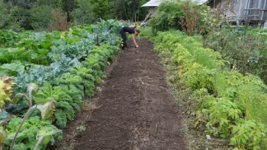 Photo of Come realizzare un giardino ecologico: una guida utile. Cos’è un giardino sostenibile Sustainable