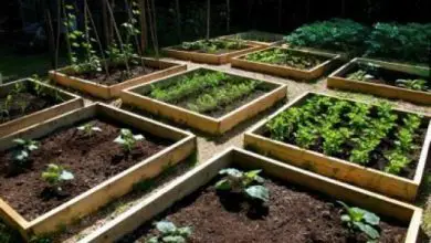 Photo of Kit orto urbano: tutto il necessario per iniziare a coltivare in casa