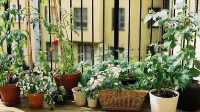 Photo of Divertiti e impara a creare il tuo orto urbano ecologico in 5 passaggi
