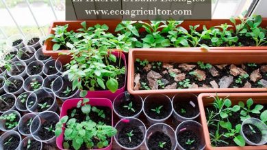 Photo of Come allestire un orto urbano ecologico sul tuo terrazzo
