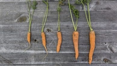 Photo of Come creare un orto urbano con i bambini? Il giardino di casa con la famiglia